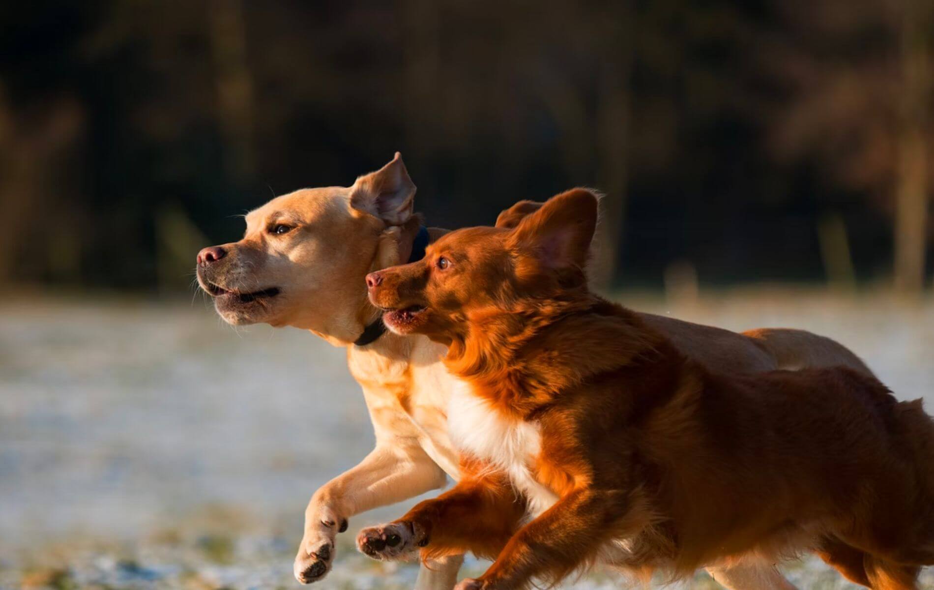 Montrose, CO 81401 Veterinary Jobs Alta Vista Animal Hospital