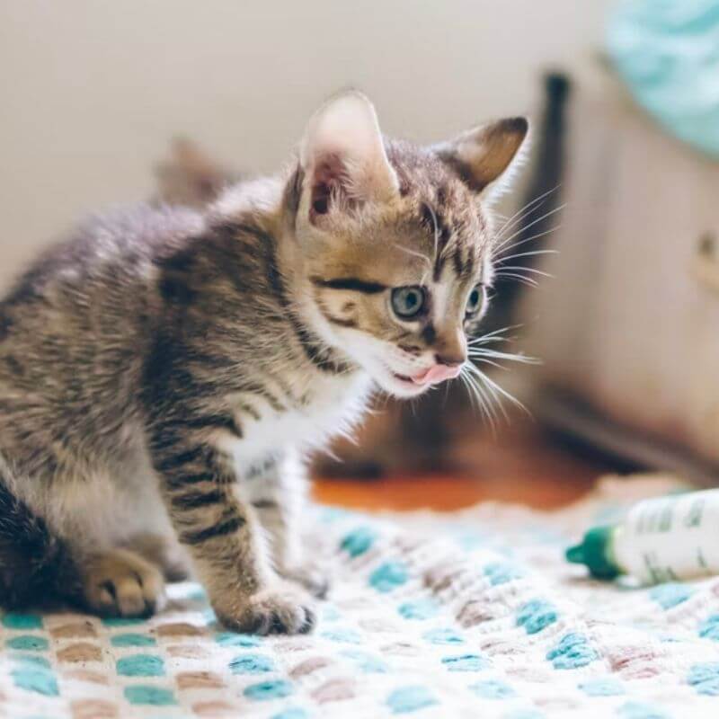 kitten taking medicine