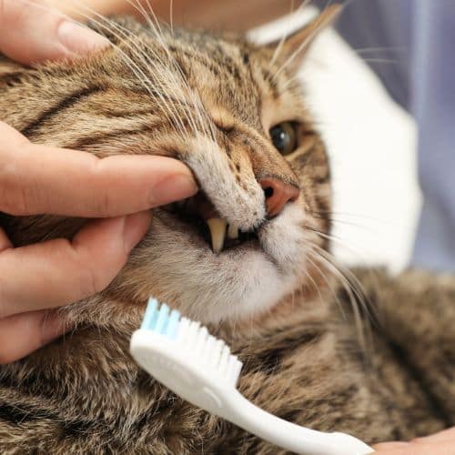 Cat getting its teeth brushed