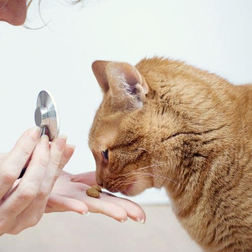 Cat sniffing a treat in a vet's hand